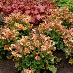 Pretticoats™ Peach Geum -Great Garden Plants Shop Geum Pretticoats Peach 4