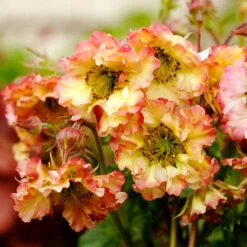 Pretticoats™ Peach Geum -Great Garden Plants Shop Geum Pretticoats Peach 6