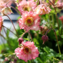 Pretticoatsâ„¢ Peach Geum