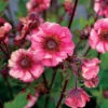 Tempo™ Rose Geum