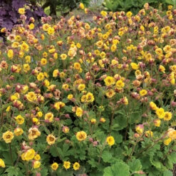 Tempo™ Yellow Geum -Great Garden Plants Shop Geum Tempo Yellow 13 sq