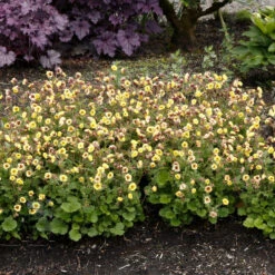 Tempo™ Yellow Geum -Great Garden Plants Shop Geum Tempo Yellow 9 sq