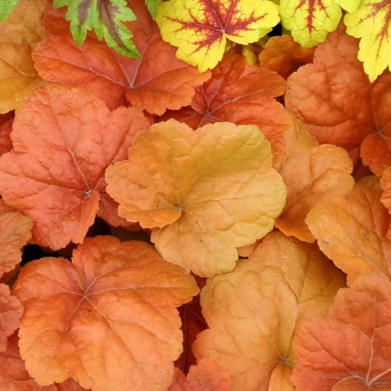 'Southern Comfort' Coral Bells 'Southern Comfort' Coral Bells -Great Garden Plants Shop HEUSC1Q 1