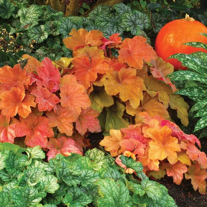'Southern Comfort' Coral Bells 'Southern Comfort' Coral Bells -Great Garden Plants Shop HEUSC1Q 2