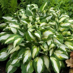 'Vulcan' Hosta 2 'Vulcan' Hosta -Great Garden Plants Shop HOSVU1Q 1