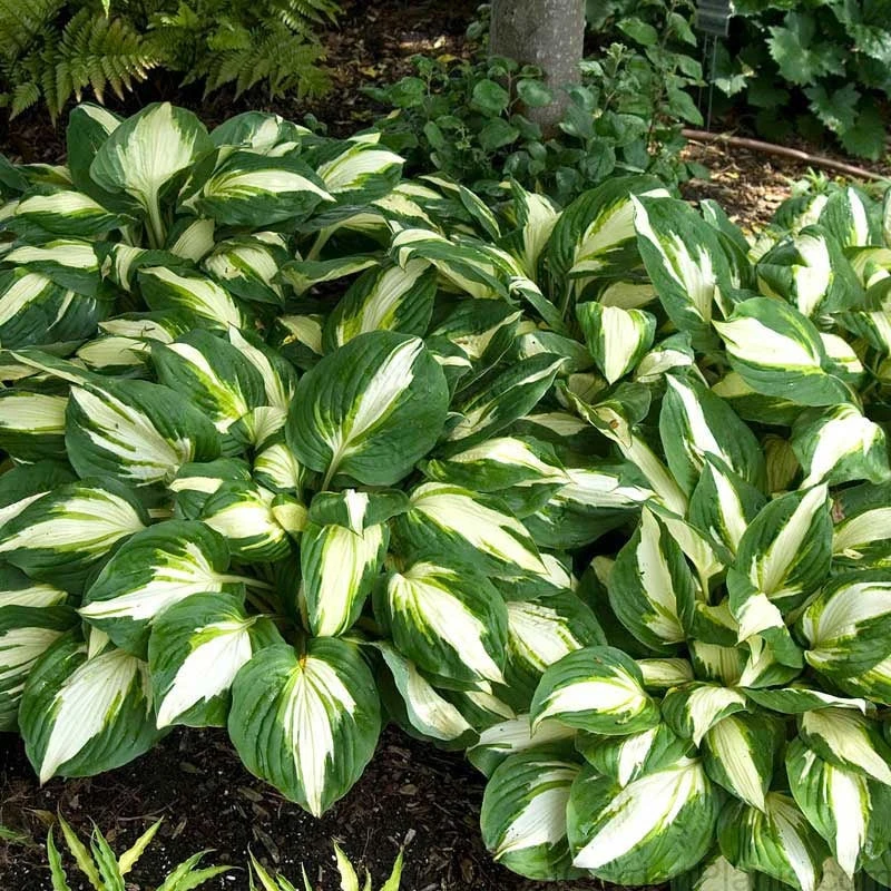 'Vulcan' Hosta 'Vulcan' Hosta -Great Garden Plants Shop HOSVU1Q 2
