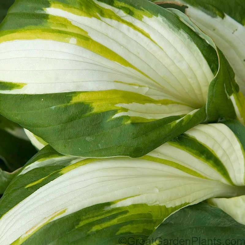 'Vulcan' Hosta 'Vulcan' Hosta -Great Garden Plants Shop HOSVU1Q 3