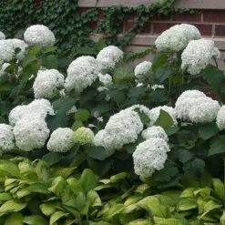 'Annabelle' Smooth Hydrangea -Great Garden Plants Shop HYDAN2Q 3 92ce70b0 bc0b 493b 8557 222132210705 sw