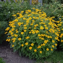 'Tuscan Sun' False Sunflower -Great Garden Plants Shop Heliopsis Tuscan Sun 2 P