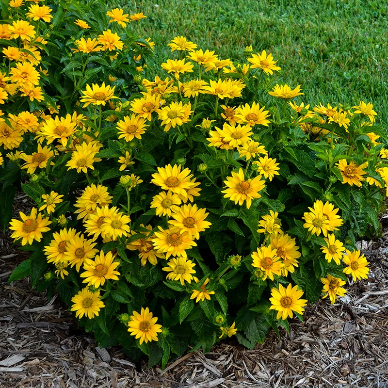 Tuscan Gold™ False Sunflower Tuscan Gold™ False Sunflower -Great Garden Plants Shop Heliopsis Tuscan Gold 1 P