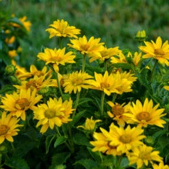 Tuscan Gold™ False Sunflower 3 Tuscan Gold™ False Sunflower -Great Garden Plants Shop Heliopsis Tuscan Gold 2 P