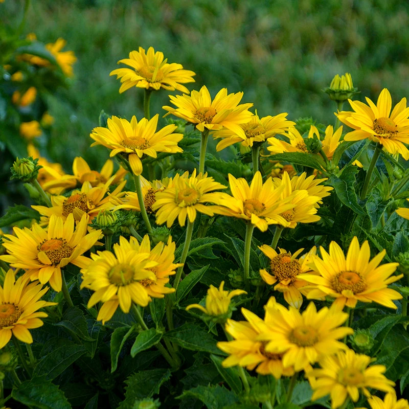 Tuscan Gold™ False Sunflower Tuscan Gold™ False Sunflower -Great Garden Plants Shop Heliopsis Tuscan Gold 2 P