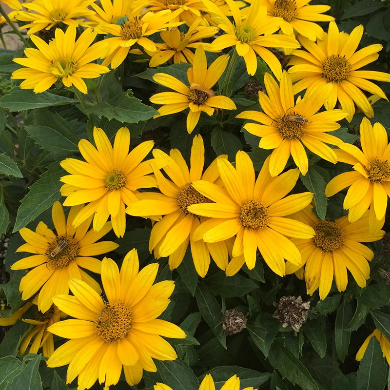 Tuscan Gold™ False Sunflower Tuscan Gold™ False Sunflower -Great Garden Plants Shop Heliopsis Tuscan Gold 3 P