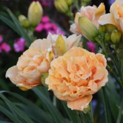Rainbow Rhythm® 'Siloam Peony Display' Daylily -Great Garden Plants Shop Hemerocallis Siloam Peony Display 2 P