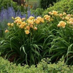 Rainbow Rhythm® 'Siloam Peony Display' Daylily -Great Garden Plants Shop Hemerocallis Siloam Peony Display 4 P