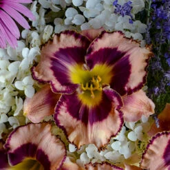 Rainbow Rhythm® 'Sound Of My Heart' Daylily -Great Garden Plants Shop Hemerocallis Sound of My Heart 1 P