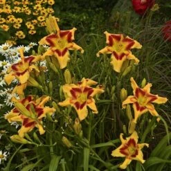 Rainbow Rhythm® 'Tiger Swirl' Daylily -Great Garden Plants Shop Hemerocallis Tiger Swirl 3 P sw