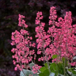 Dolce® 'Spearmint' Coral Bells -Great Garden Plants Shop Heuchera Dolce Spearmint 1 P