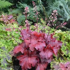 'Fire Alarm' Coral Bells -Great Garden Plants Shop Heuchera Fire Alarm 1 P 350cde67 c50e 4b90 ab98 8190365a9f1f sw