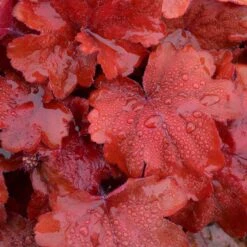'Fire Alarm' Coral Bells -Great Garden Plants Shop Heuchera Fire Alarm 3 P sw