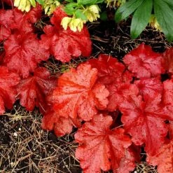 'Fire Alarm' Coral Bells -Great Garden Plants Shop Heuchera Fire Alarm 4 P sw