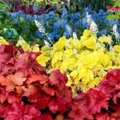 'Fire Alarm' Coral Bells -Great Garden Plants Shop Heuchera Fire Alarm 5 P sw