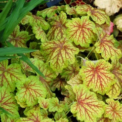 'Red Lightning' Coral Bells -Great Garden Plants Shop Heuchera Red Lightning 3 P