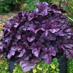 Dolce® 'Wildberry' Coral Bells -Great Garden Plants Shop Heuchera Wildberry 3 P sw