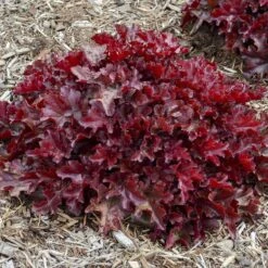Dolce® 'Cherry Truffles' Coral Bells -Great Garden Plants Shop Heuchera Cherry Truffles 1 P sw