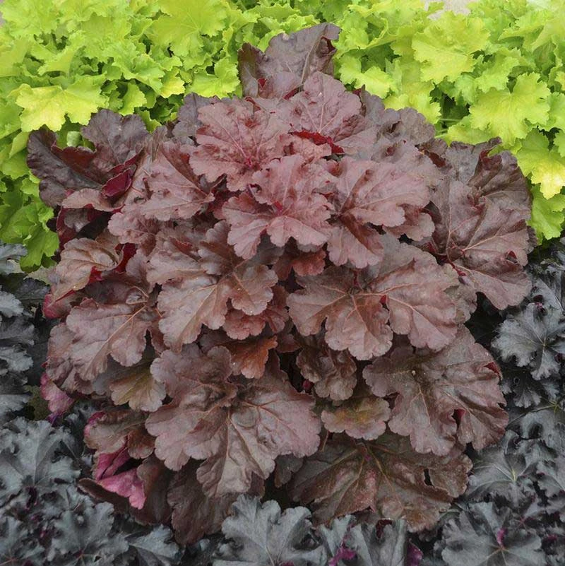 Primo® 'Mahogany Monster' Coral Bells Primo® 'Mahogany Monster' Coral Bells -Great Garden Plants Shop Heuchera Mahogany Monster