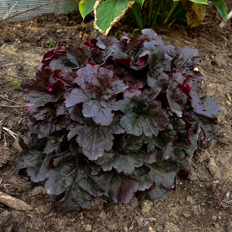 Primo® 'Mahogany Monster' Coral Bells Primo® 'Mahogany Monster' Coral Bells -Great Garden Plants Shop Heuchera Mahogany Monster 2 P