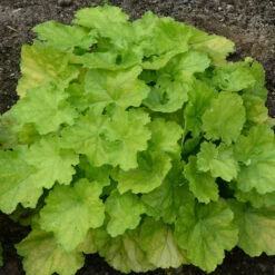Primo® 'Pretty Pistachio' Coral Bells -Great Garden Plants Shop Heuchera Pretty Pistachio 3 P
