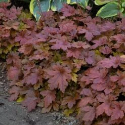 Fun And Games® 'Hopscotch' Foamy Bells -Great Garden Plants Shop Heucherella Hopscotch 3 P sw
