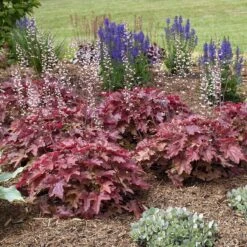 Fun And Games® 'Red Rover' Foamy Bells -Great Garden Plants Shop Heucherella Red Rover 4 P sw