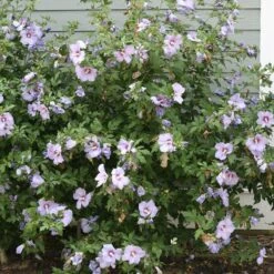 Azurri Blue Satin® Rose Of Sharon -Great Garden Plants Shop Hibiscus Azurri Blue Satin 3 P 0606f6d2 6998 4f8a 9b0b 871820dea8a7 sw
