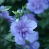 Blue Chiffon® Rose Of Sharon