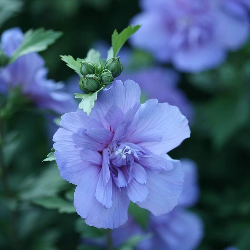 Blue Chiffon® Rose of Sharon Blue Chiffon® Rose Of Sharon -Great Garden Plants Shop Hibiscus Blue Chiffon 1 P fc30eb0e cbc8 4236 b496 2223ee7cebe9 sw