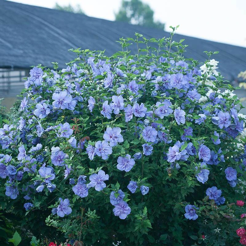 Blue Chiffon® Rose of Sharon Blue Chiffon® Rose Of Sharon -Great Garden Plants Shop Hibiscus Blue Chiffon 2 P 00720e2f 9314 4dc5 99d6 f37afec08a46 sw