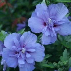 Blue Chiffon® Rose Of Sharon 2 Blue Chiffon® Rose Of Sharon -Great Garden Plants Shop Hibiscus Blue Chiffon 3 P 1894c01e 5a60 49a2 9add a39d29ea2741 sw