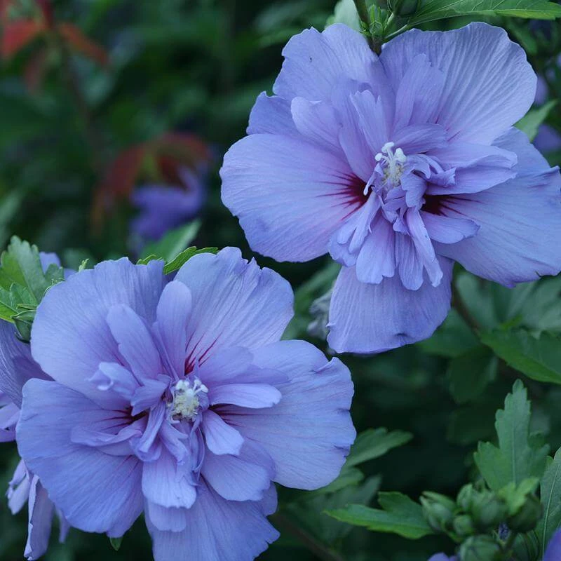 Blue Chiffon® Rose of Sharon Blue Chiffon® Rose Of Sharon -Great Garden Plants Shop Hibiscus Blue Chiffon 3 P 1894c01e 5a60 49a2 9add a39d29ea2741 sw