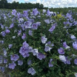 Blue Chiffon® Rose Of Sharon 4 Blue Chiffon® Rose Of Sharon -Great Garden Plants Shop Hibiscus Blue Chiffon 4 P 99a950d6 76a0 4bac bce5 2a964bca78bc sw