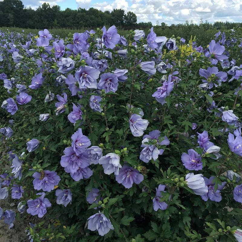 Blue Chiffon® Rose of Sharon Blue Chiffon® Rose Of Sharon -Great Garden Plants Shop Hibiscus Blue Chiffon 4 P 99a950d6 76a0 4bac bce5 2a964bca78bc sw