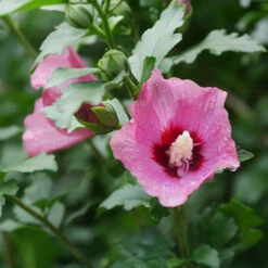Lil' Kim® Red Rose Of Sharon -Great Garden Plants Shop Hibiscus Lil Kim Red 1