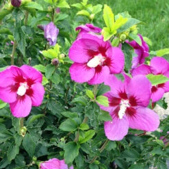 Lil' Kim® Violet Rose Of Sharon -Great Garden Plants Shop Hibiscus Lil Kim Violet 4