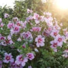 Orchid Satin® Rose Of Sharon