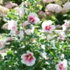 Paraplu Pink Ink® Rose Of Sharon