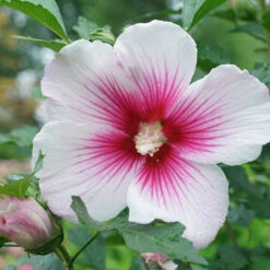 Paraplu Pink Ink® Rose Of Sharon -Great Garden Plants Shop Hibiscus Paraplu Pink Ink 4