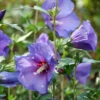Paraplu Violet® Rose Of Sharon
