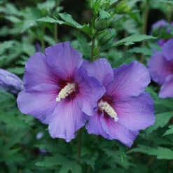 Paraplu Violet® Rose Of Sharon -Great Garden Plants Shop Hibiscus Paraplu Violet 3