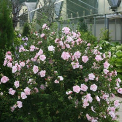 Pink Chiffon® Rose Of Sharon 2 Pink Chiffon® Rose Of Sharon -Great Garden Plants Shop Hibiscus Pink Chiffon 2 P